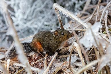 有人冒充任天堂法务部代表 要求多个油管视频下架