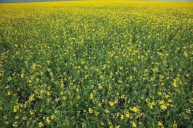 标准社恐 《街头霸王5》比赛冠军获胜后直接离场